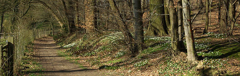Dans nos bois Dans nos bois